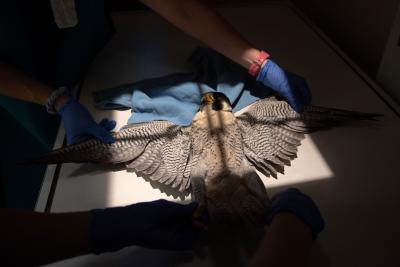 The peregrine falcon getting an X-ray