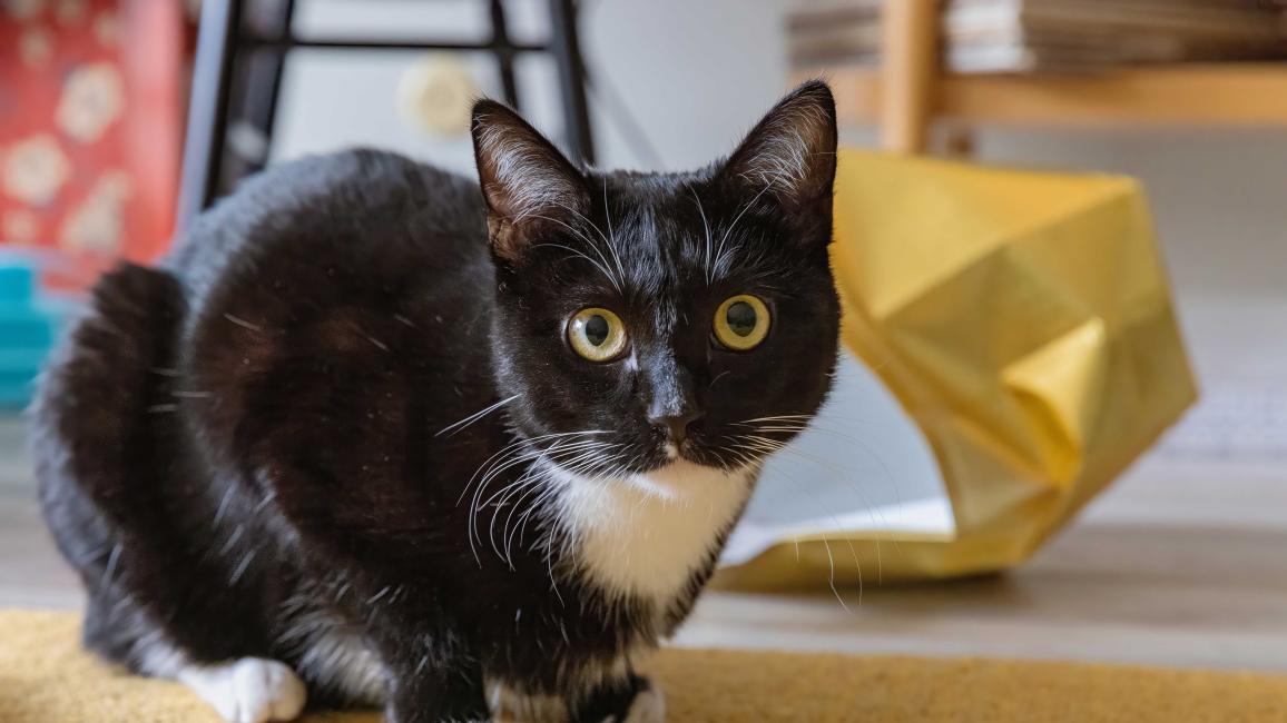 Black and white cat beside a bag in a home