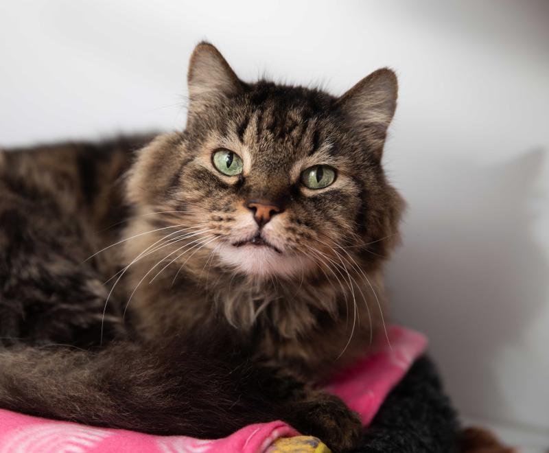 Medium hair brown tabby cat on a pink blanket