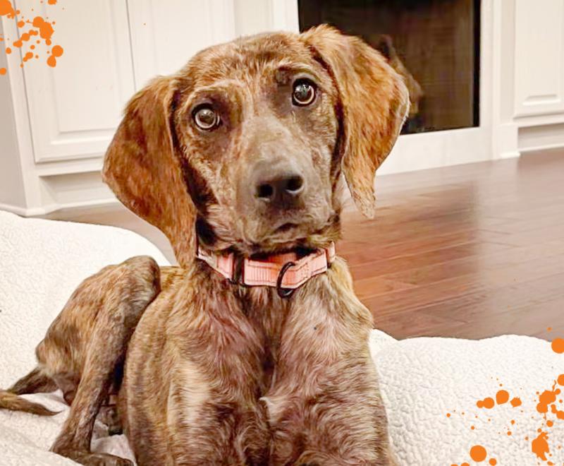 Brown dog with head cocked to the side lying on a couch with orange splatter graphics on the side