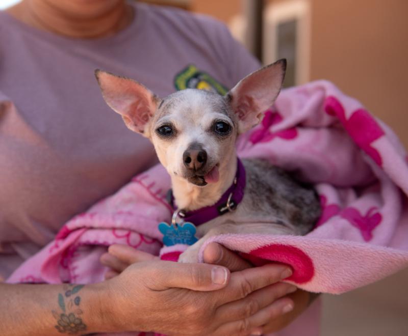 Chihuahua-type dog being held in a pink blanket by a person