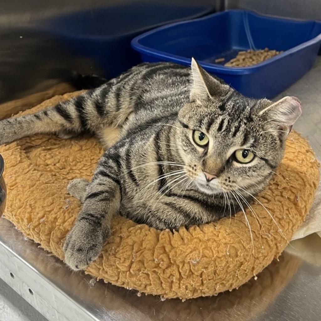 Clawdette - Domestic Shorthair