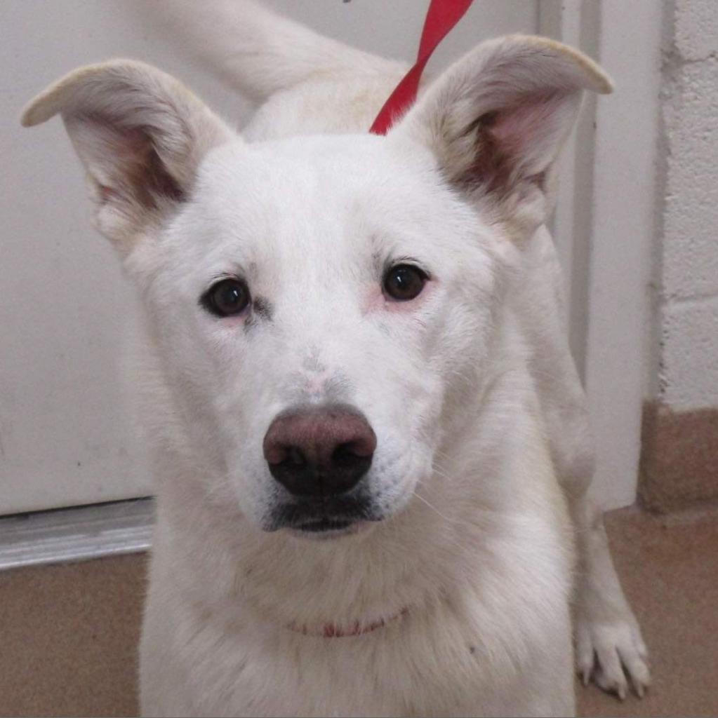 Starla - Husky