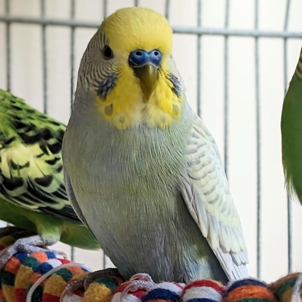 Adoptable Male Male