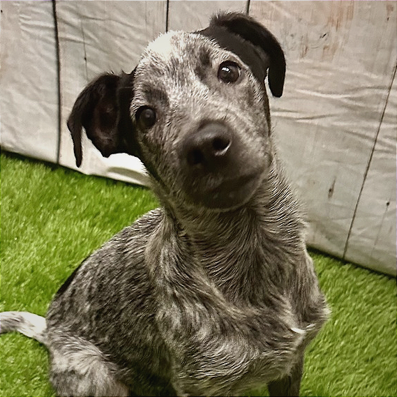 Hardy - Mixed Breed (Medium)