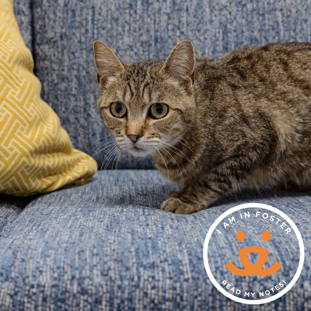 Figueroa - Domestic Shorthair