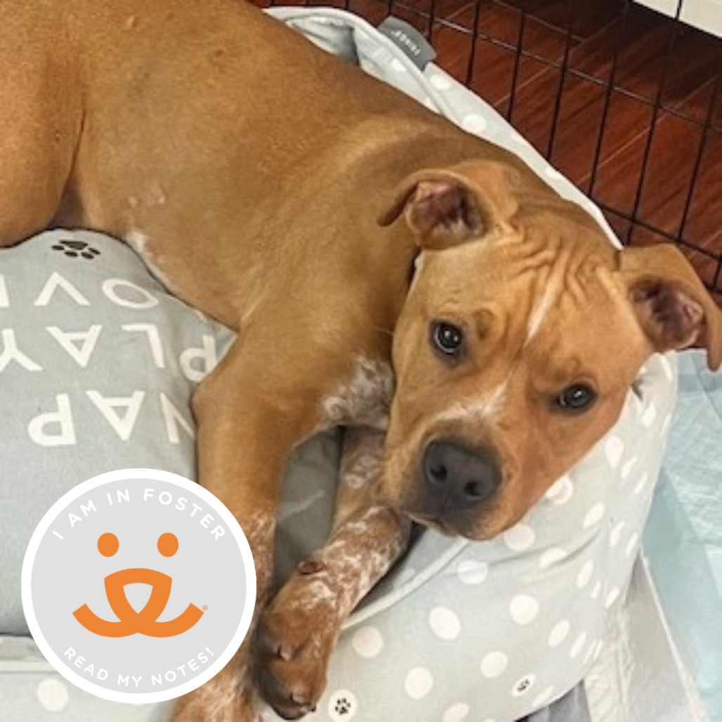 Bundy - Terrier, American Staffordshire/Mix