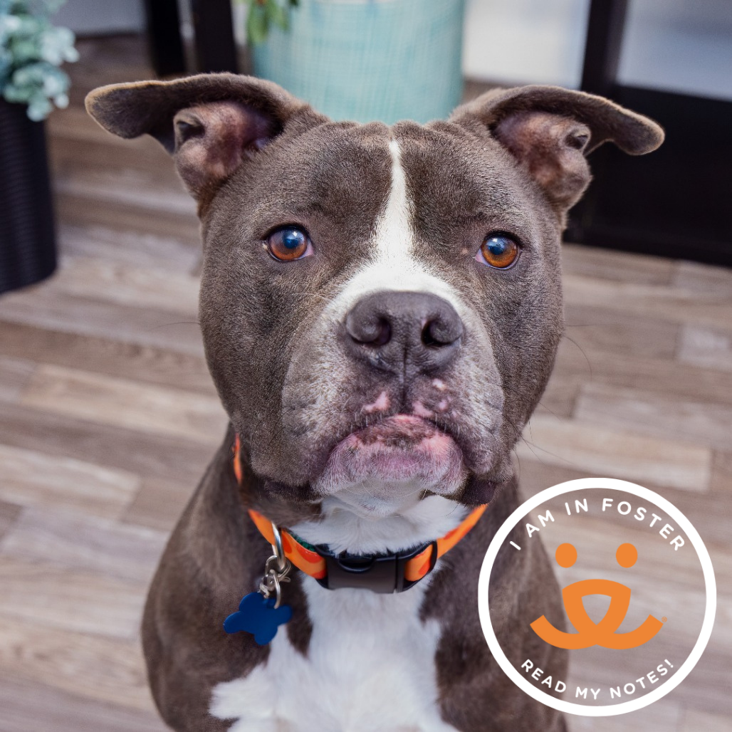 Horton - Terrier, American Pit Bull/Mix