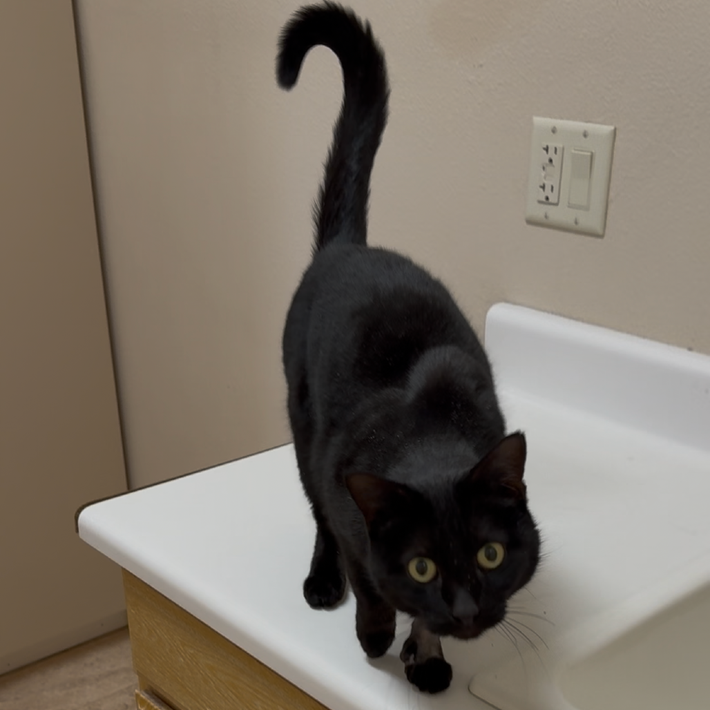 Stoker - Domestic Shorthair
