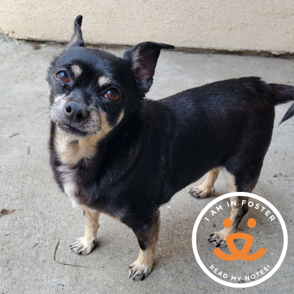 Tatanka - Chihuahua/Mix