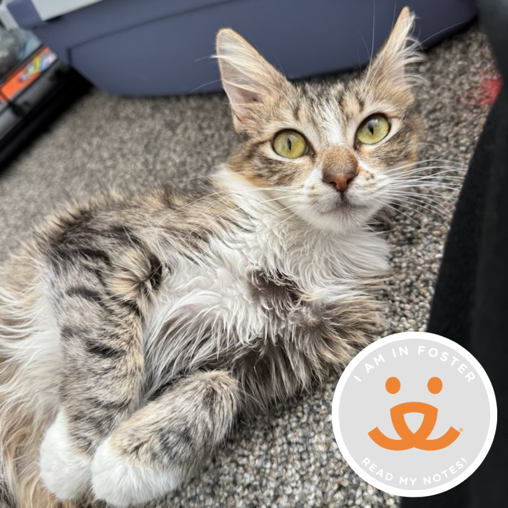 Wonderland - Domestic Medium Hair