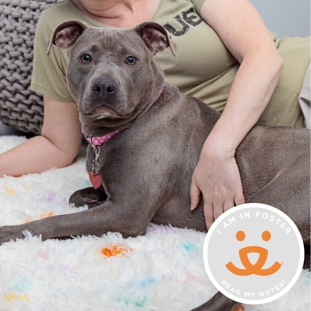 Floral - Terrier, American Pit Bull/Mix