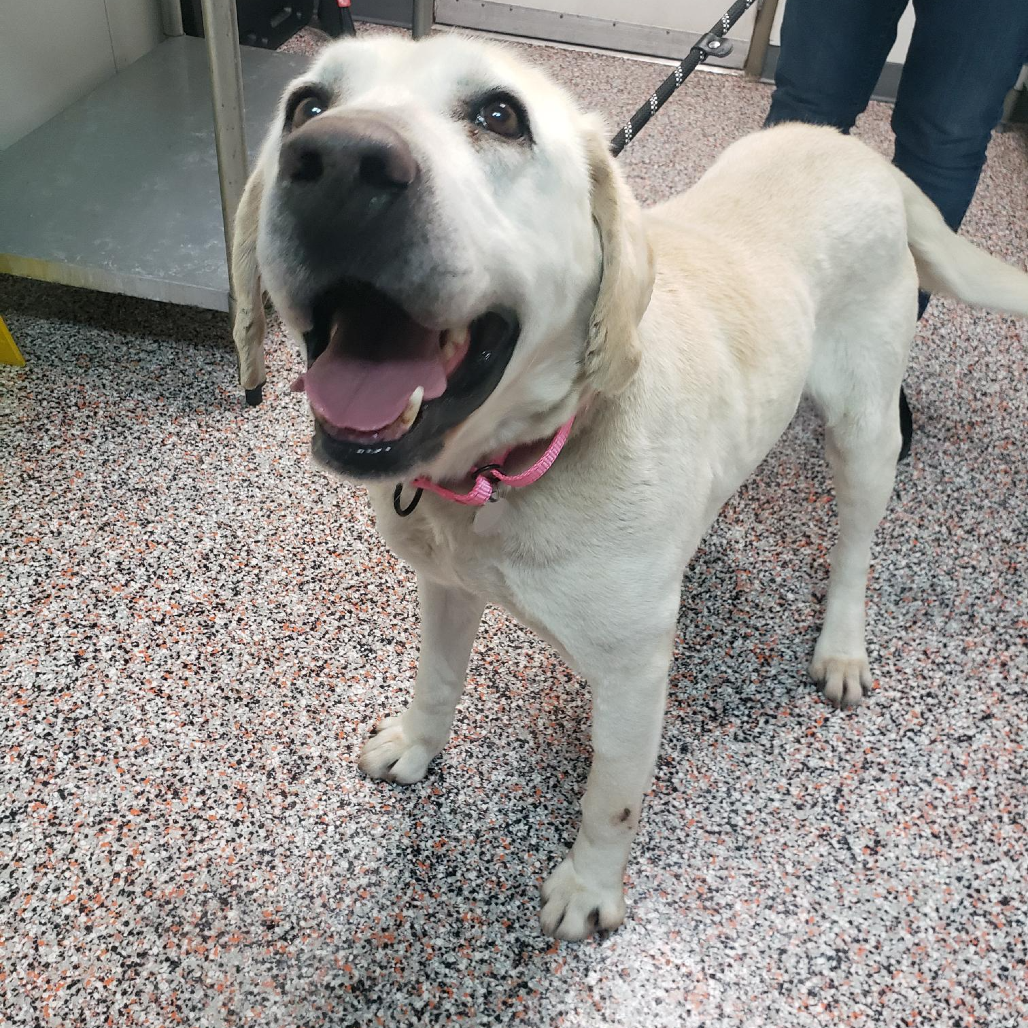 Thurman - Mixed Breed (Large)/Retriever, Yellow Labrador
