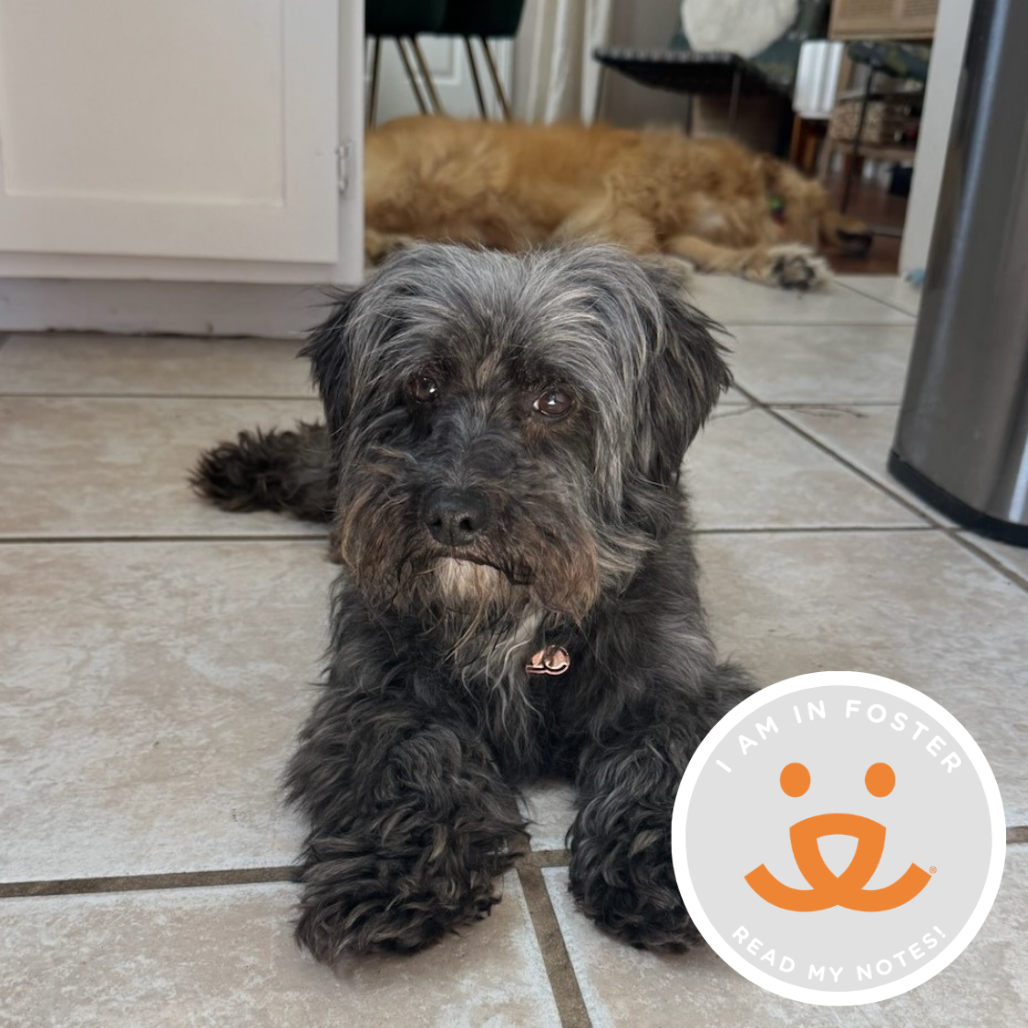 Pino - Lhasa Apso/Mix