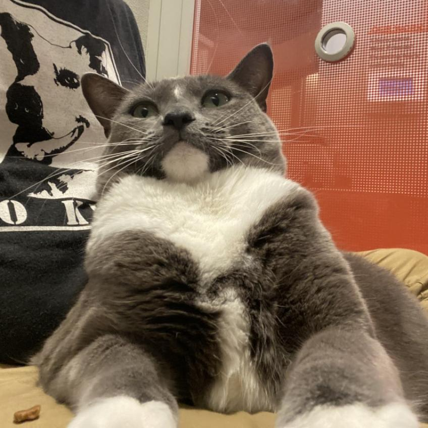 Mollina - Domestic Shorthair