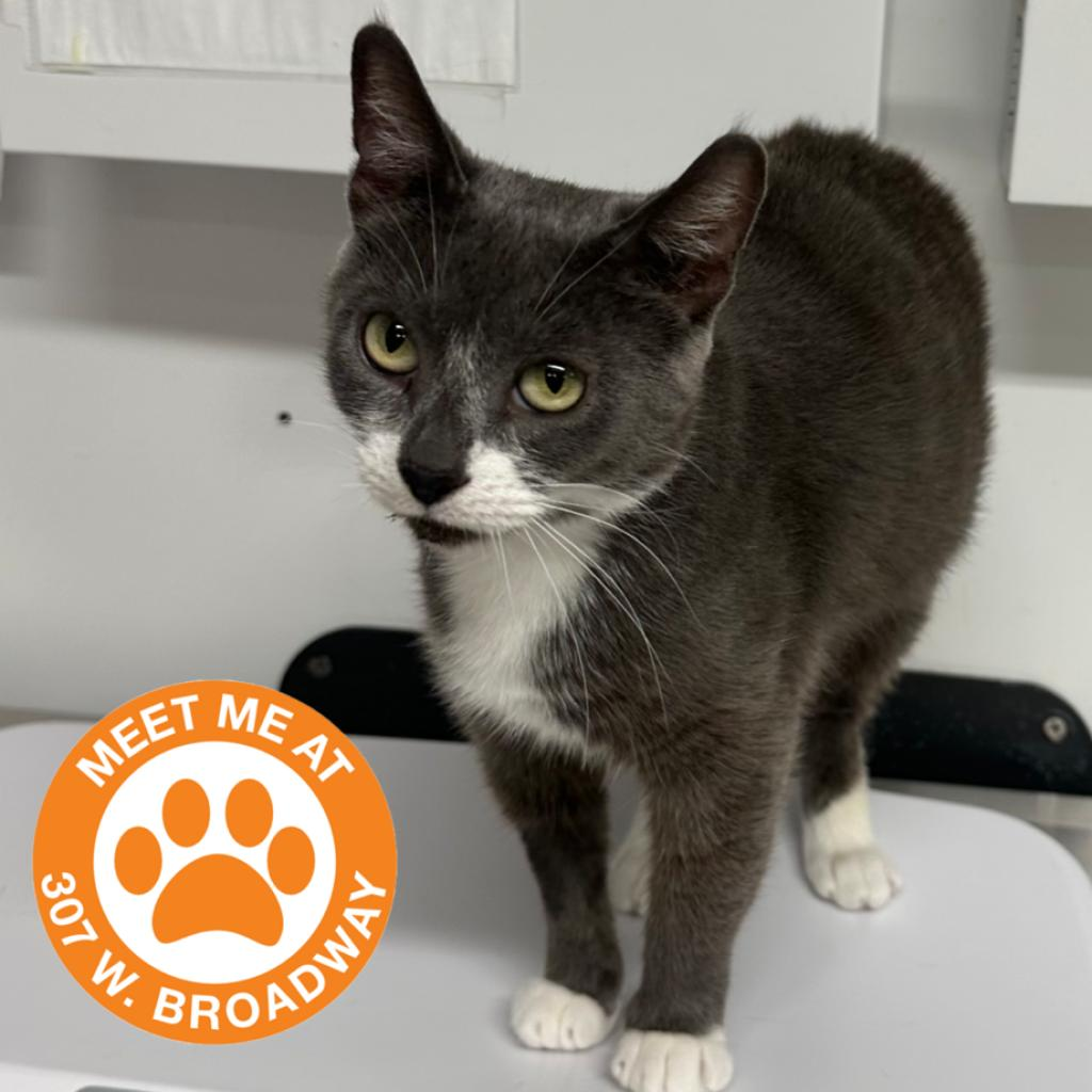 Gigi The Very Beautiful Cat - Domestic Shorthair