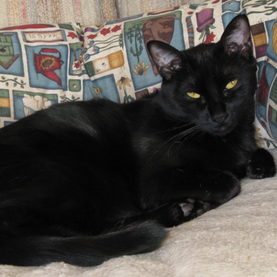 Lianna - Domestic Shorthair