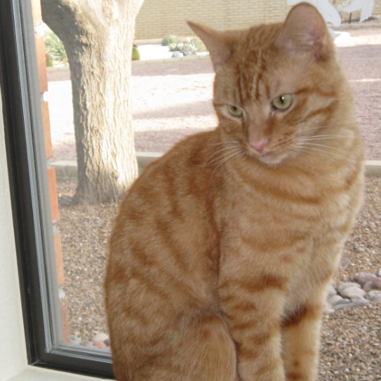 Taka - Domestic Shorthair