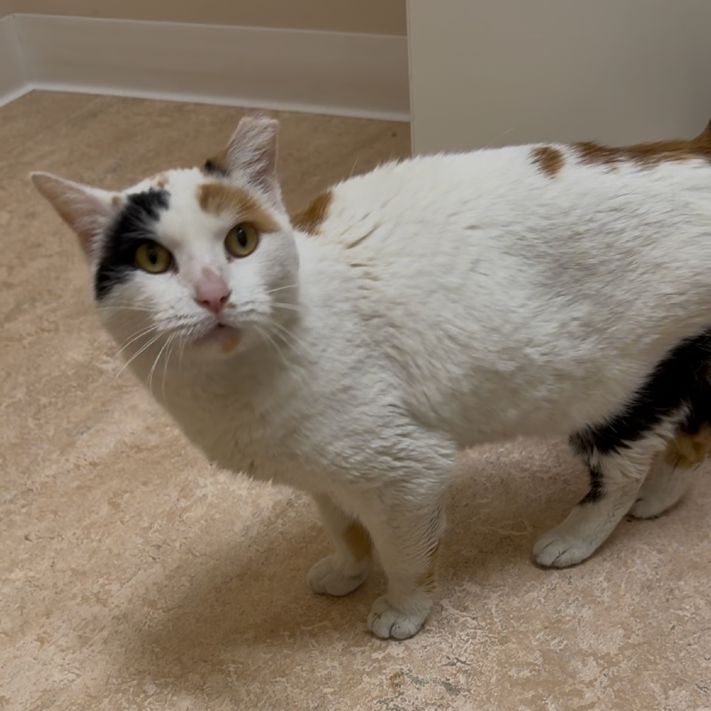 Toga - Domestic Shorthair