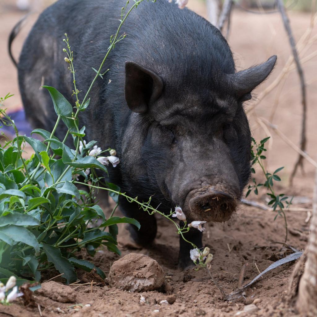 Petunia - 