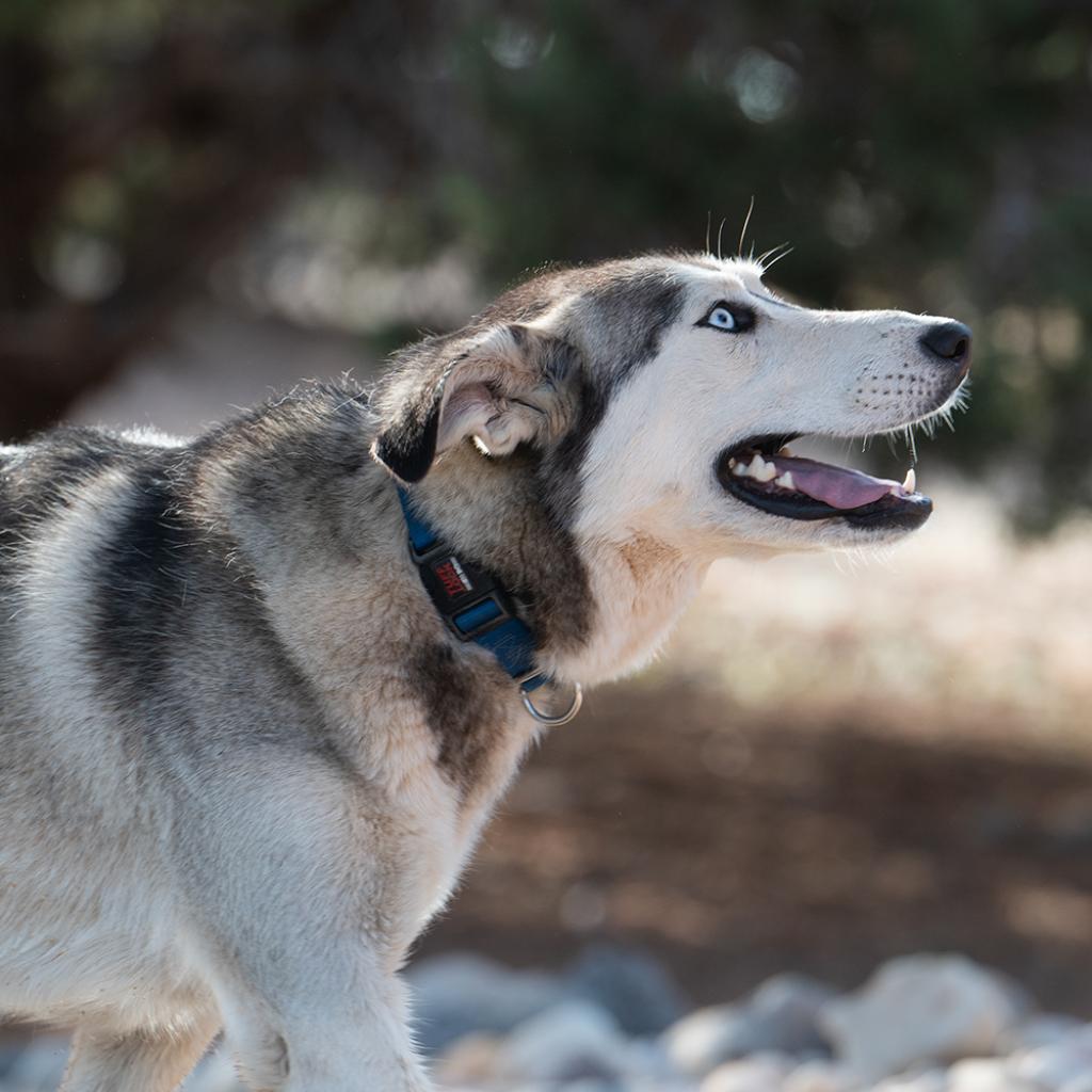 Adoptable Female Female