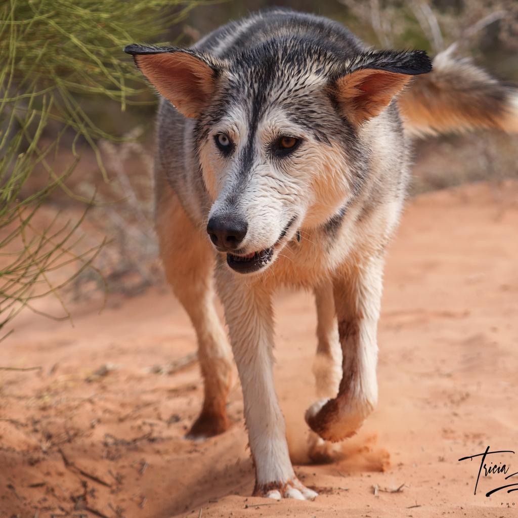 Adoptable Female Female