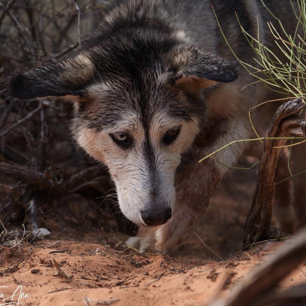 Adoptable Female Female