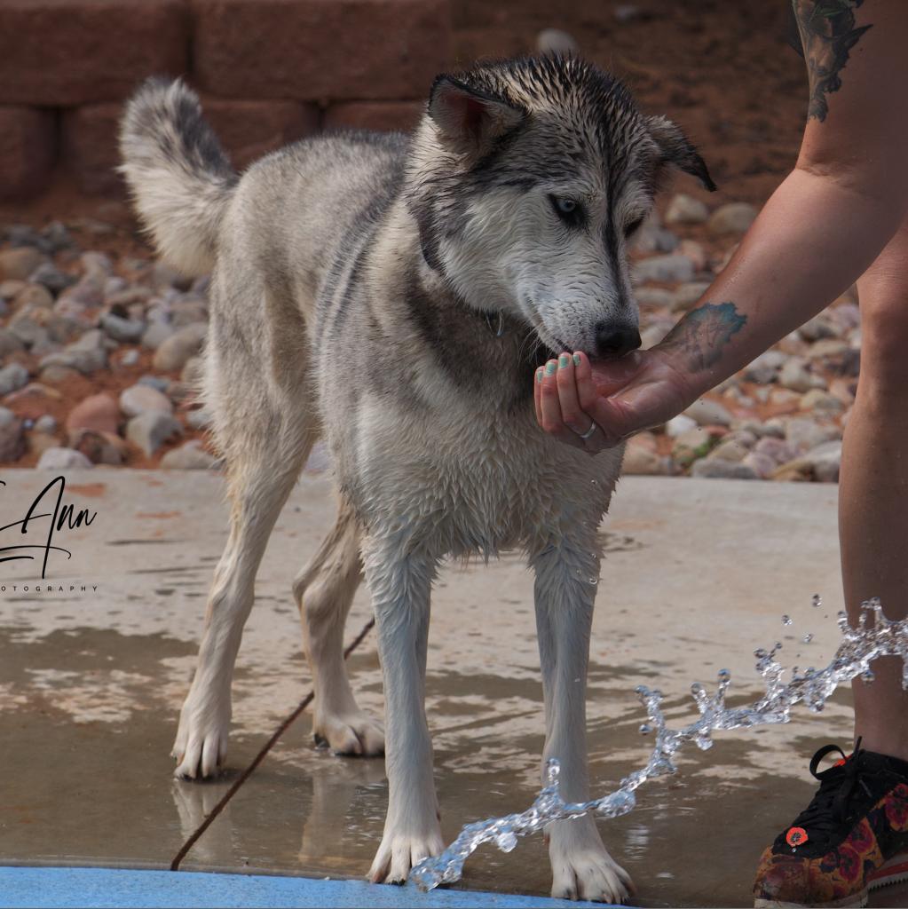 Adoptable Female Female