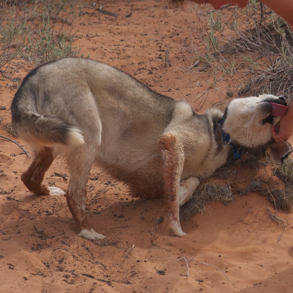 Adoptable Female Female