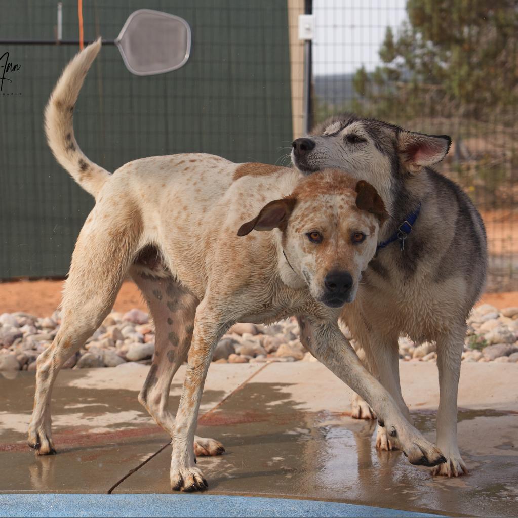 Adoptable Female Female