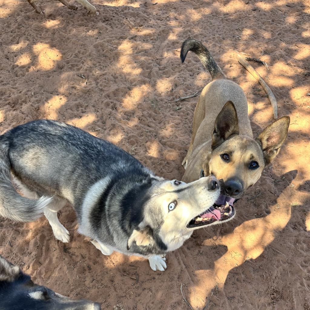 Adoptable Female Female