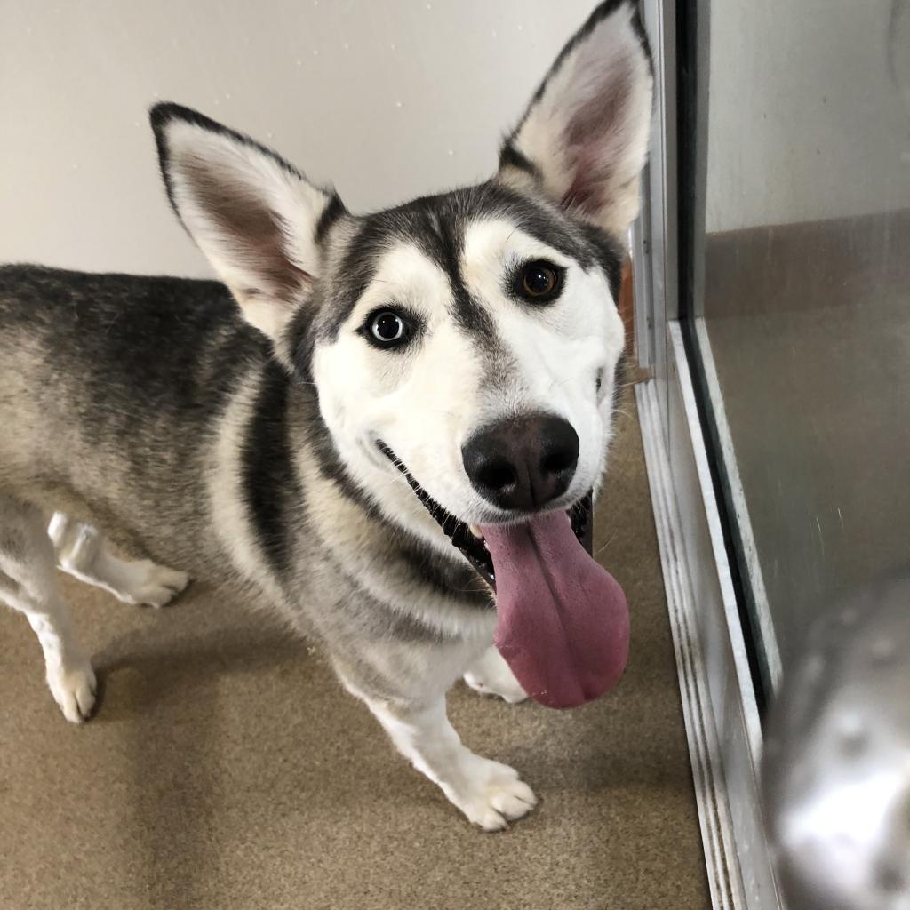 Adoptable Female Female