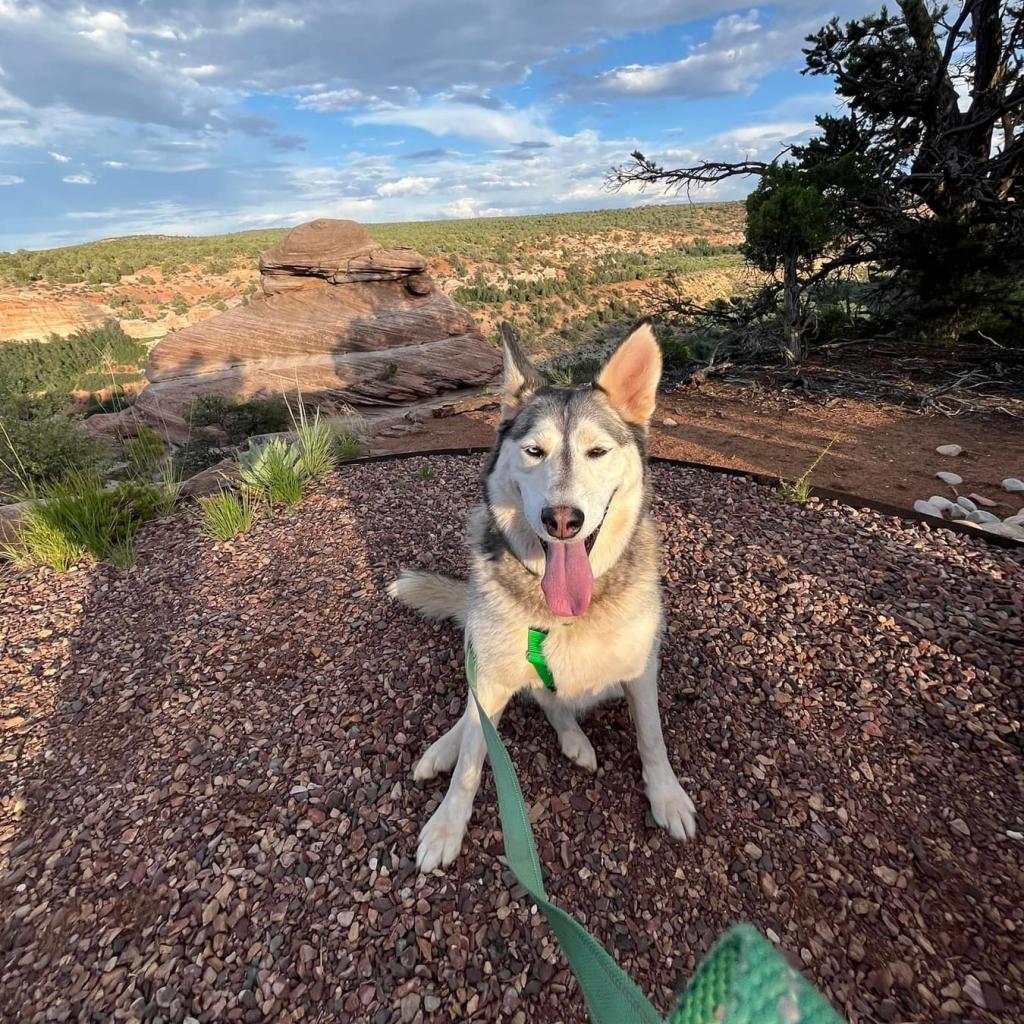 Adoptable Female Female