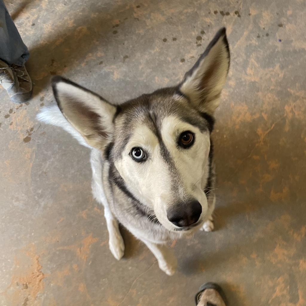 Adoptable Female Female