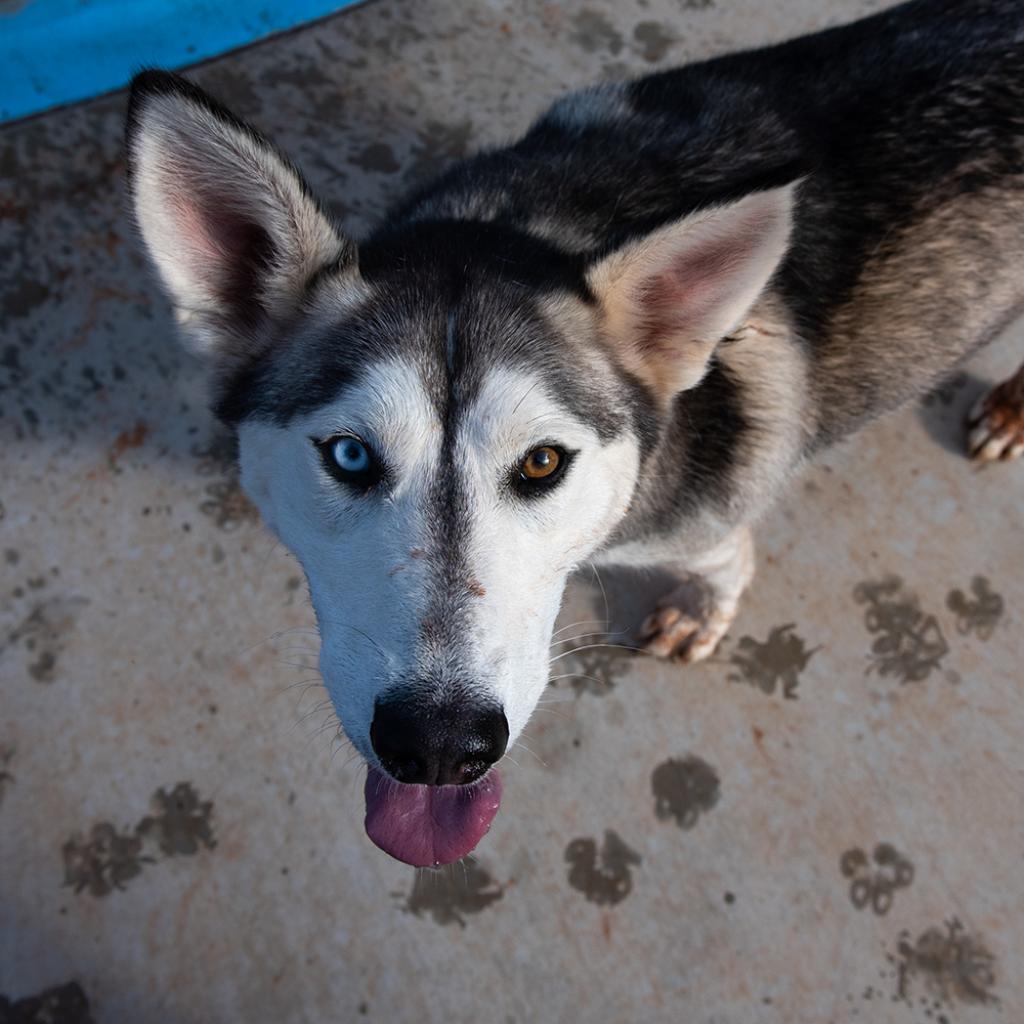 Adoptable Female Female