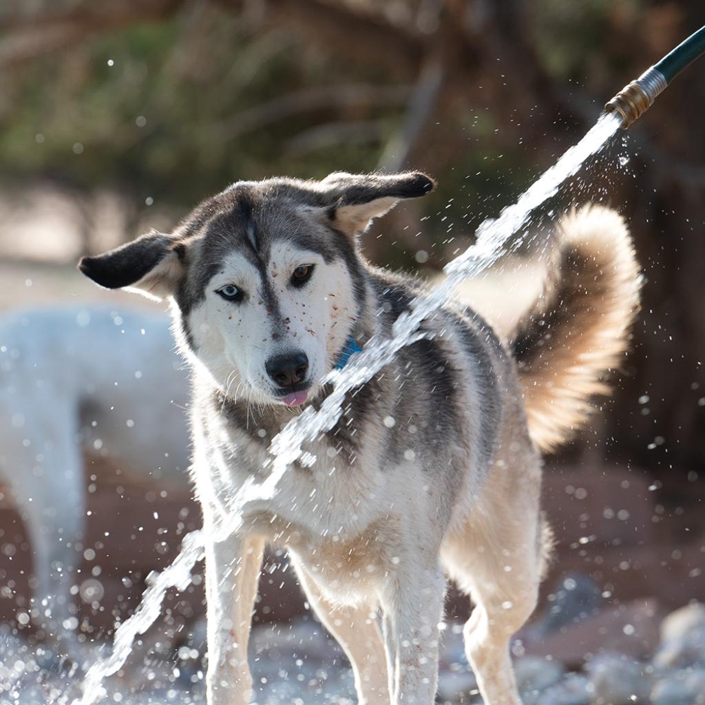 Adoptable Female Female