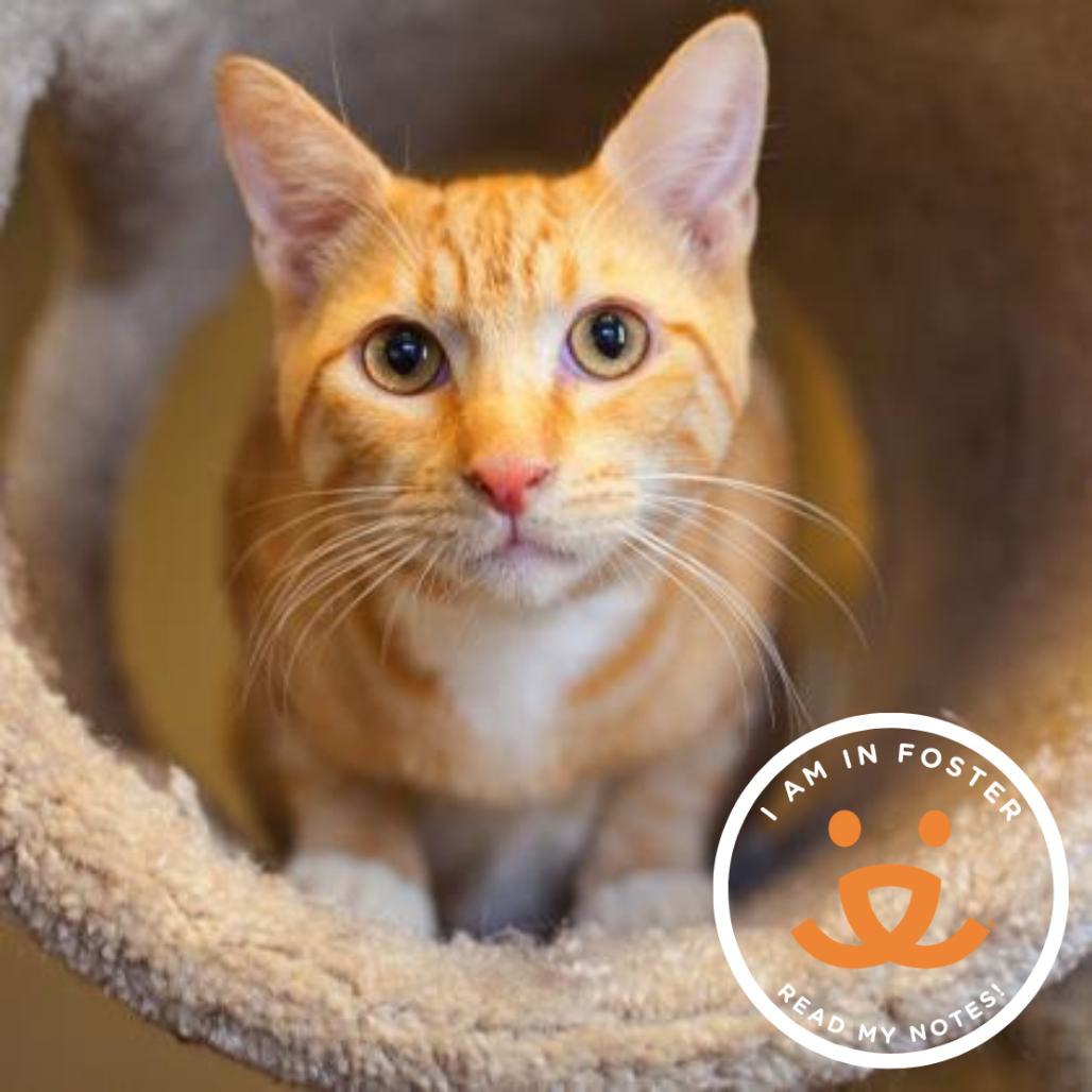Dreamsicle - Domestic Shorthair/Mix