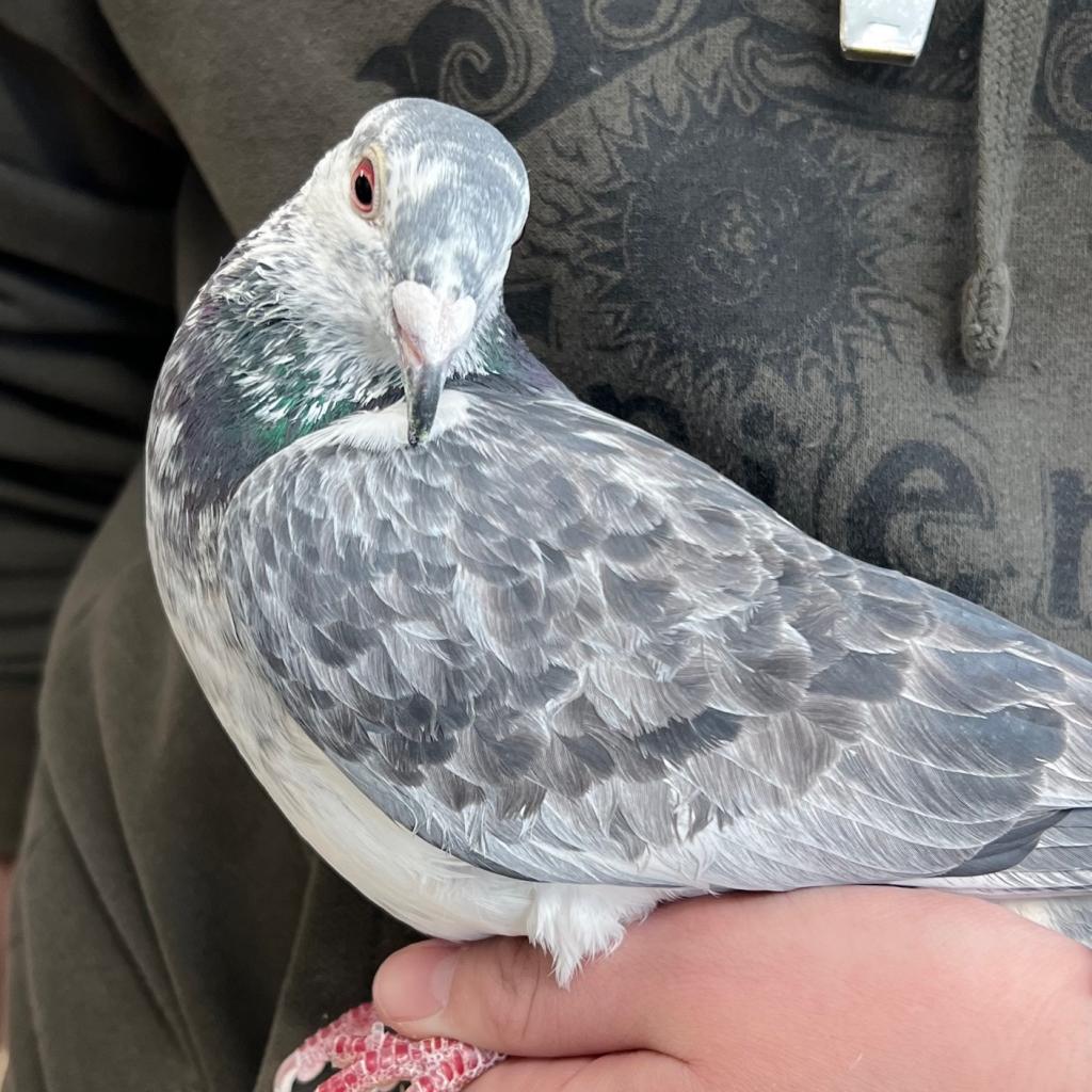 Pigeot 282 - 