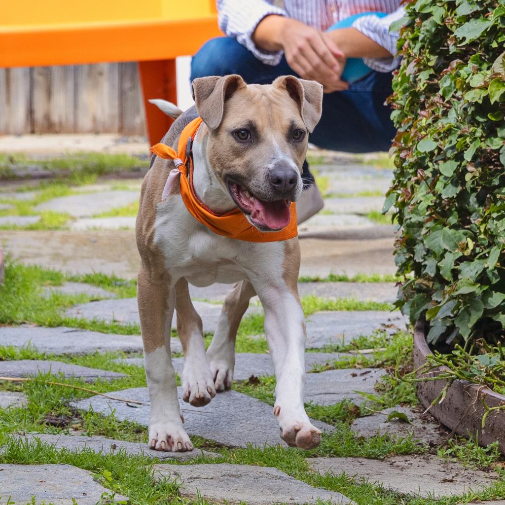 Wonderboy - Terrier, American Pit Bull/Mix
