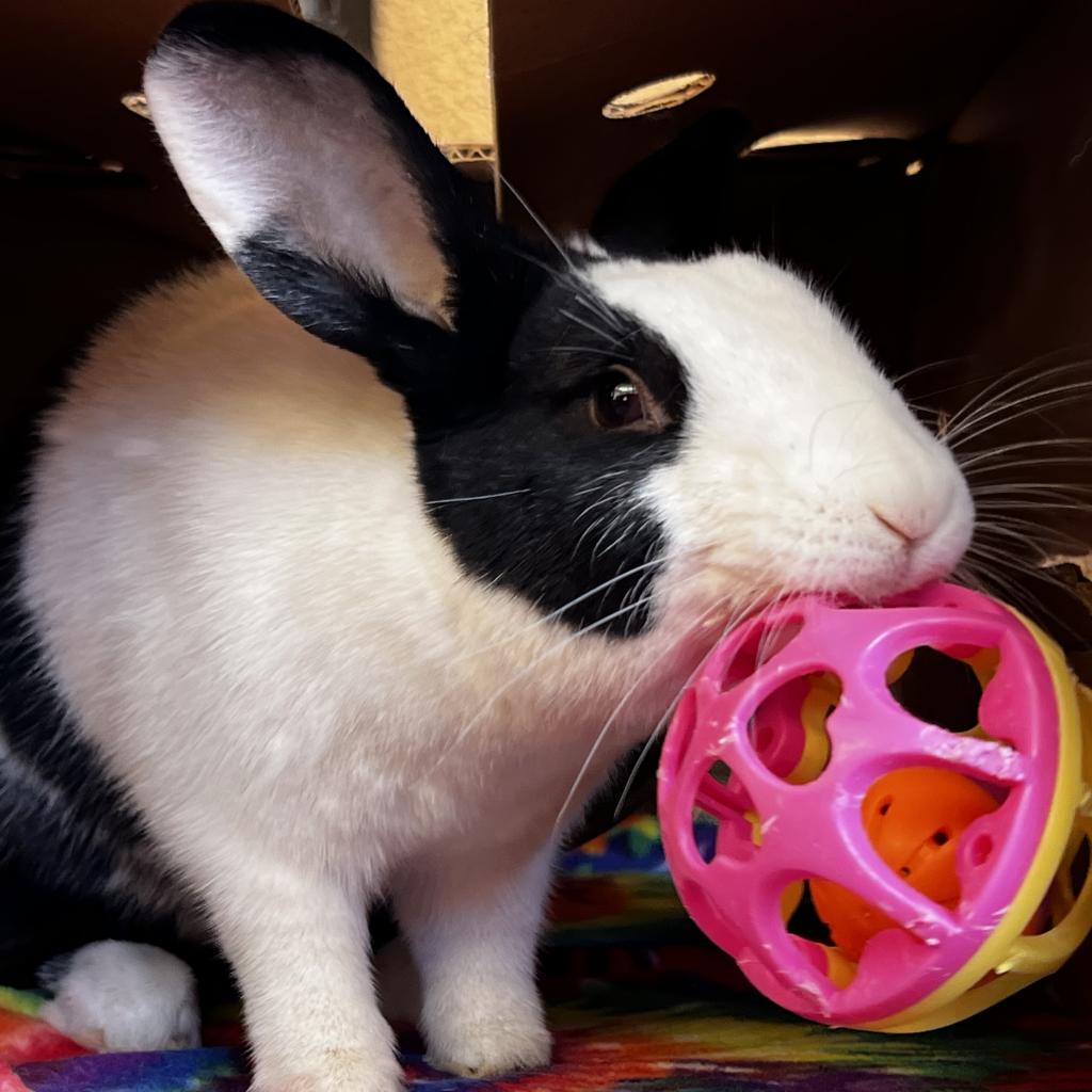 Adoptable Female Female