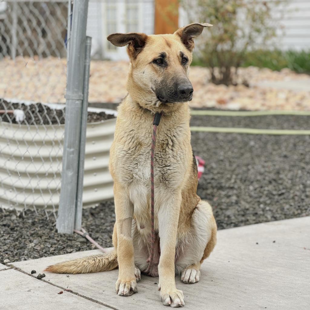 Sweet Pea - Mixed Breed (Large)/Shepherd, German