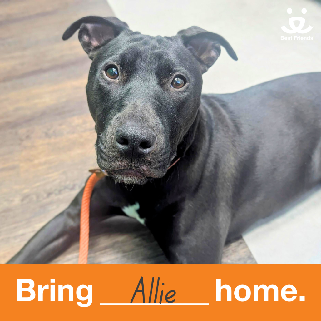 Allie - Mixed Breed (Medium)