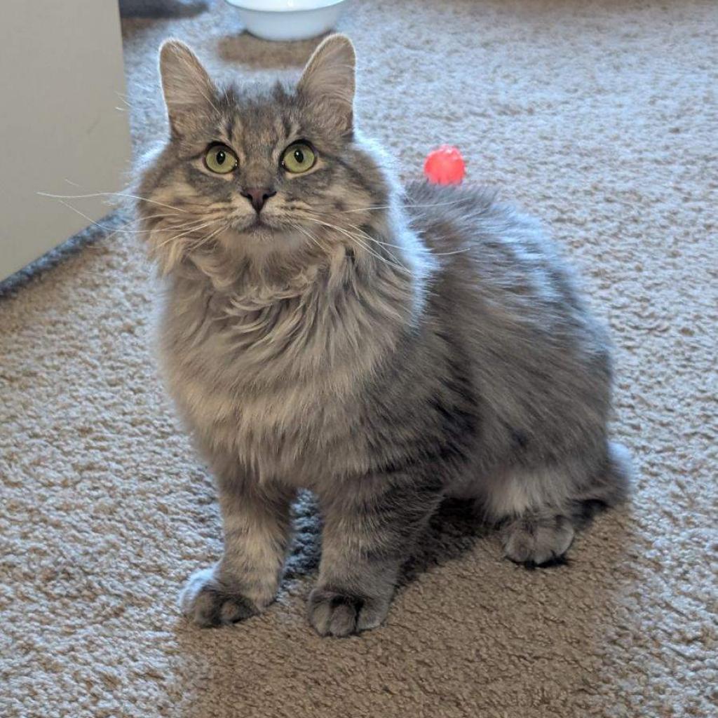 Mandarin - Domestic Medium Hair