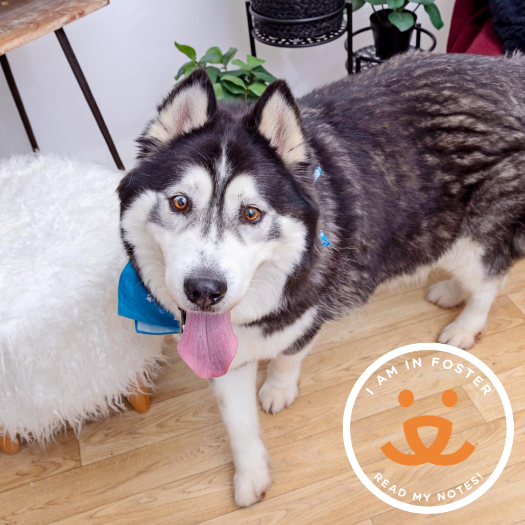 Champ - Husky/Mix