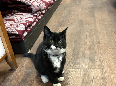 Tib the black and white cat at the Poe Museum in Richmond, Virginia